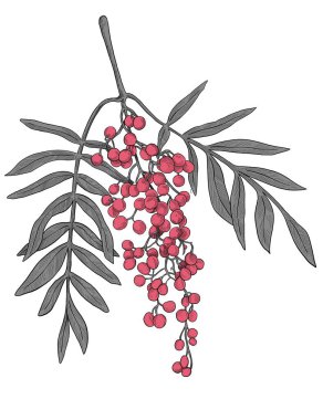 Sahte biber. Meyve tohumu. El çizimi.