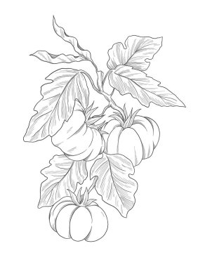 Vektör çizimi. Domates, salatalık ve domatesle çizilmiş..