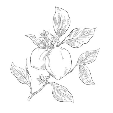 Elma dalının el çizimi