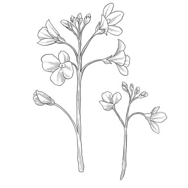 Çiçeklerin vektör çizimi