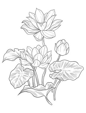 Siyah beyaz nilüfer çiçeği. vektör illüstrasyonu.