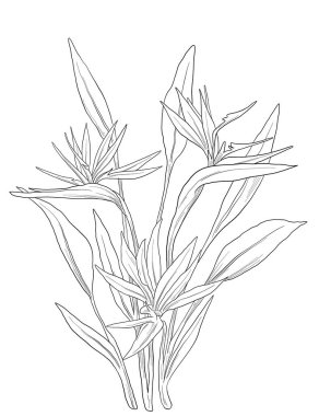 Çiçek desenli el çizimi. vektör illüstrasyonu.