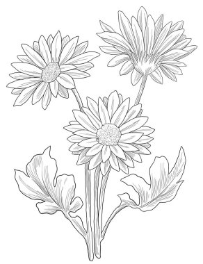 bir kasımpatı çiçeğinin tek renkli hatları