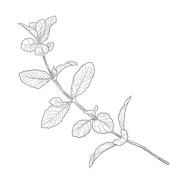 Naneden botanik çizim çizimi çıkar