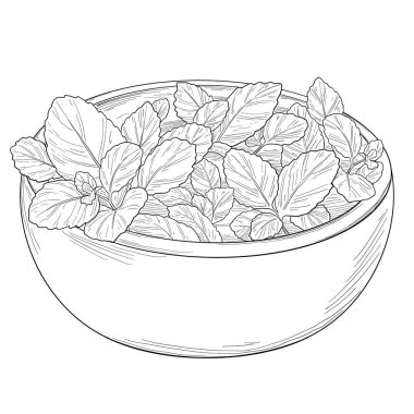 Mint Leaves in Bowl Hand Botanik Çizim