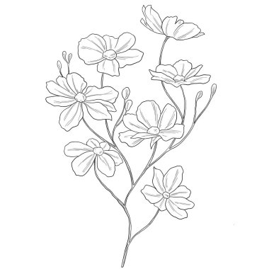 Yaban Çiçeği Botanik El Çizgisi Sanat Çizimi