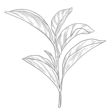 Çay Bitkisi Botanik El Çizimi Çizimi
