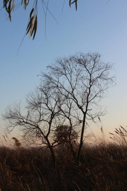Dalları olan bir ağaç, baharda açan çiçekler, ve arka planda mavi bir gökyüzü, kış ayazı ve karla birlikte, doğanın güzelliğini ve büyümesini gösteriyor.