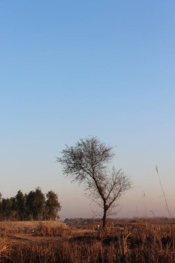 Sakin bir kırsal alanda puslu bir gün doğumu ve gün batımı