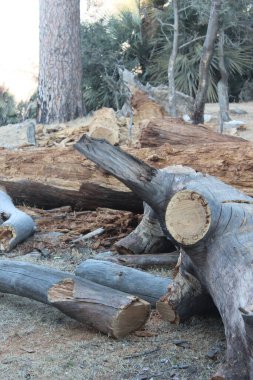 Kışın çam ağacı gövdeleri