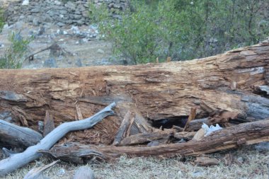 Ormandaki eski tahta kütük.