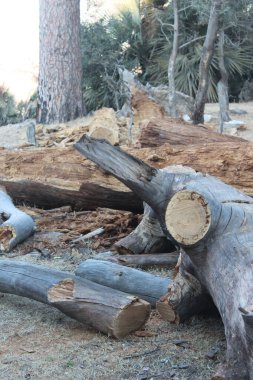 Çam ağacı gövdesi çatlaklara ve köklere sahip.
