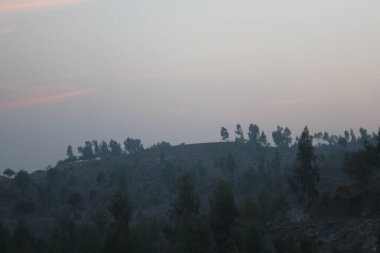 Ağaçlar ve ormanlarla dolu güzel bir manzara.