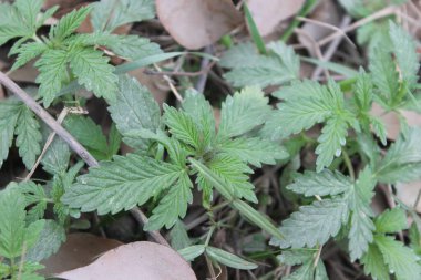 Ormanda ısırgan otu