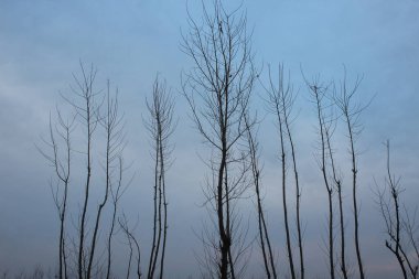 Ormanın güzel manzarası
