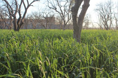 Bahçedeki yeşil çimenler