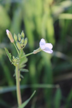 Bahçede beyaz çiçekler