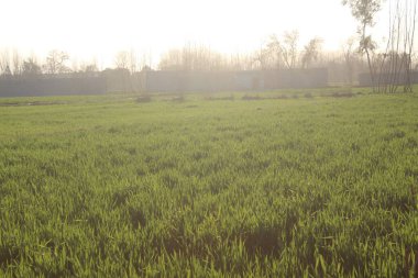 Çimen tarlası ve bulutlu gökyüzü olan güzel bir manzara.