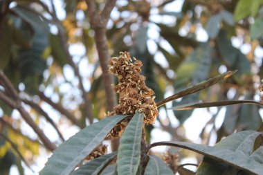 Arka planda yaprakları olan ağaç.