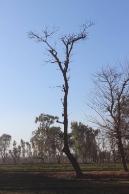 Hindistan 'da ağaç ve tarla