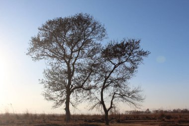 Ormandaki ağaç dalları