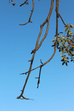 Ormandaki ağaç dalları