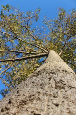 Yazın parktaki ağaç