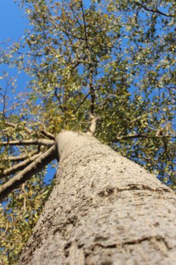 Ormandaki ağaç gövdesi