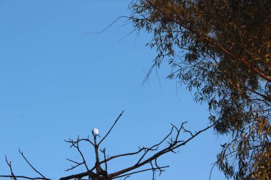 Doğada ağaç dalları, doğada bitki örtüsü.