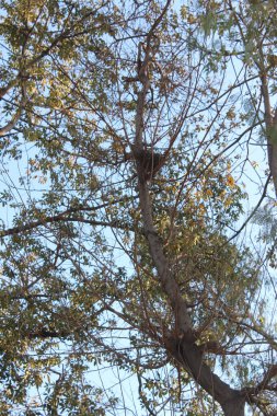 Ağaç dalları, bitki örtüsü ve doğa