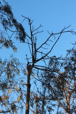 Gökyüzüne karşı ağaç dalı