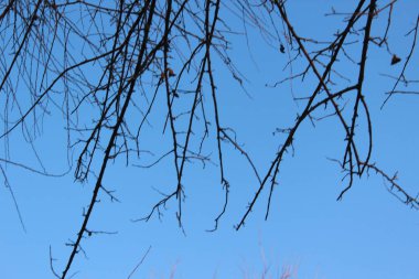 Mavi gökyüzüne karşı bir ağacın çıplak dalları