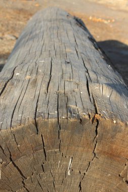 Ahşap doku arka plan eski ağaç gövdesi yüzeyi