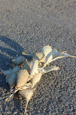 Kırık bir kabuğun yakın plan çekimi.