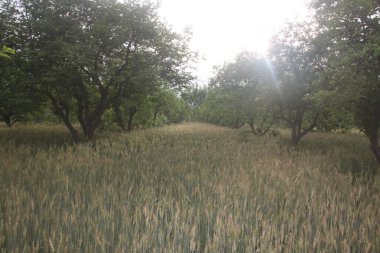 Ağacı ve tarlası olan güzel bir manzara.