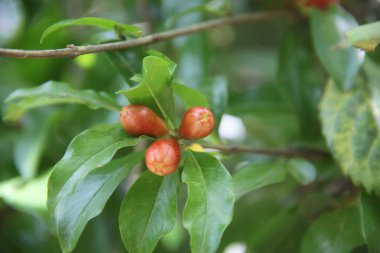Kiraz ağacının kırmızı çiçeği