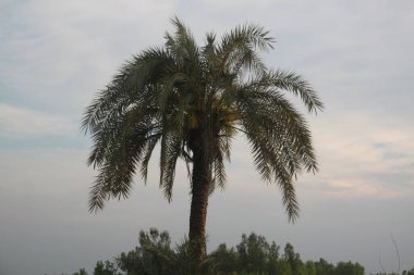 Parktaki palmiye ağacı