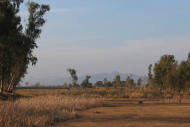 Ağaçlar ve bulutlarla dolu güzel bir manzara.