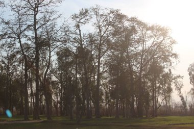 Mevsimleri değiştiren sisli bir orman yolunda gün batımı