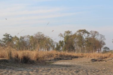 Sabahları ağaçların güzel manzarası
