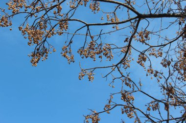 Ağaç dalları, bitki örtüsü.