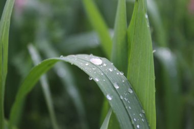 Sabah Çiyi Çimende, Yağmur damlaları yeşil yaprakta