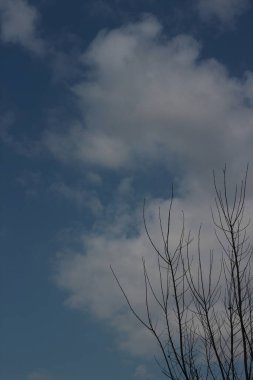 Olumsuz açıdan bakan ağaçlar Siluetli ağaçlar gökyüzüne karşı dimdik duruyorlar