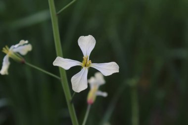 Baharda bahçede yeşil bir çiçek açan beyaz çiçekler.