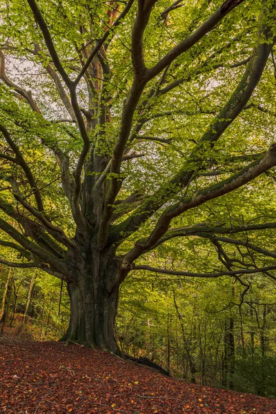 Beautiful Large Ancient Beech Tree Dallington Forest High Weald East — Stock Photo, Image