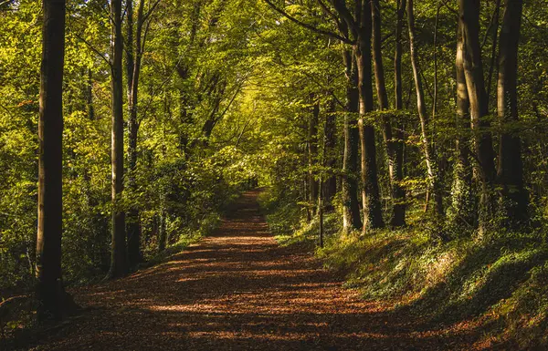 Outono Está Chegando Dentro Floresta Friston Sul Leste Sussex Sudeste — Fotografia de Stock
