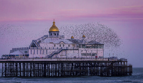 December starling murmurmuration 's around Eastbourne Pier on the east Sussex coast south east England UK