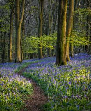 İngiltere 'nin güneydoğusundaki Kent Tepeleri' ndeki Kings Ormanı 'nda günbatımında BlueBell' ler ormanın zeminine halı döker.