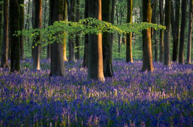 Batı Ormanı Marlborough Wiltshire İngiltere 'nin batısındaki Beech ağaçları arasında bahar çiçeği halıları.