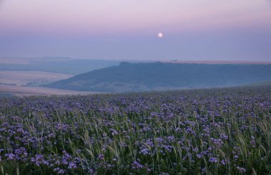 Phacelia Çayırları, İngiltere 'nin güneydoğusundaki Sussex' in güneydoğusundaki Rottingdean ve Woodingdean Brighton arasındaki mavi saat boyunca Temmuz ayının altında.